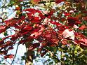 2008-10-11_Tiverton_Trustom 080